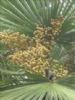 Saw Palmetto Fruit Extract